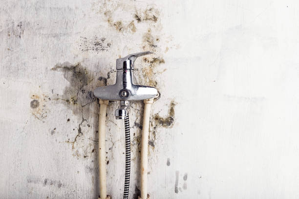 Best Home Mold Removal  in Tylertown, MS