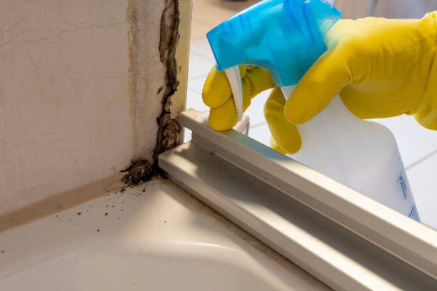 Professional Mold Removal in Tylertown, MS