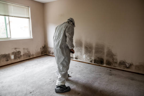 Best Emergency Mold Removal  in Tylertown, MS