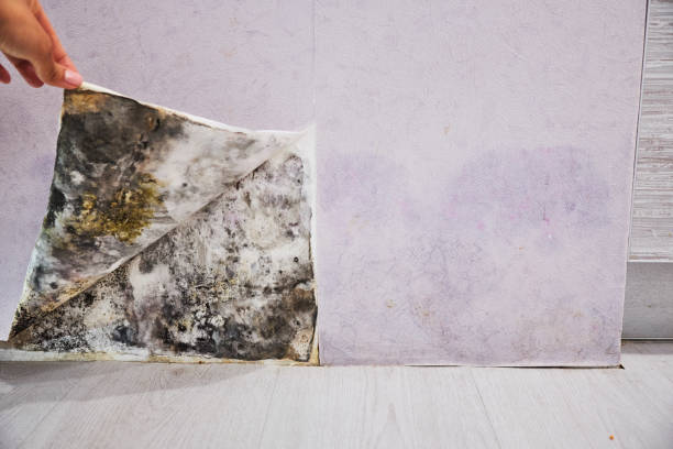 Certified Mold Removal in Tylertown, MS